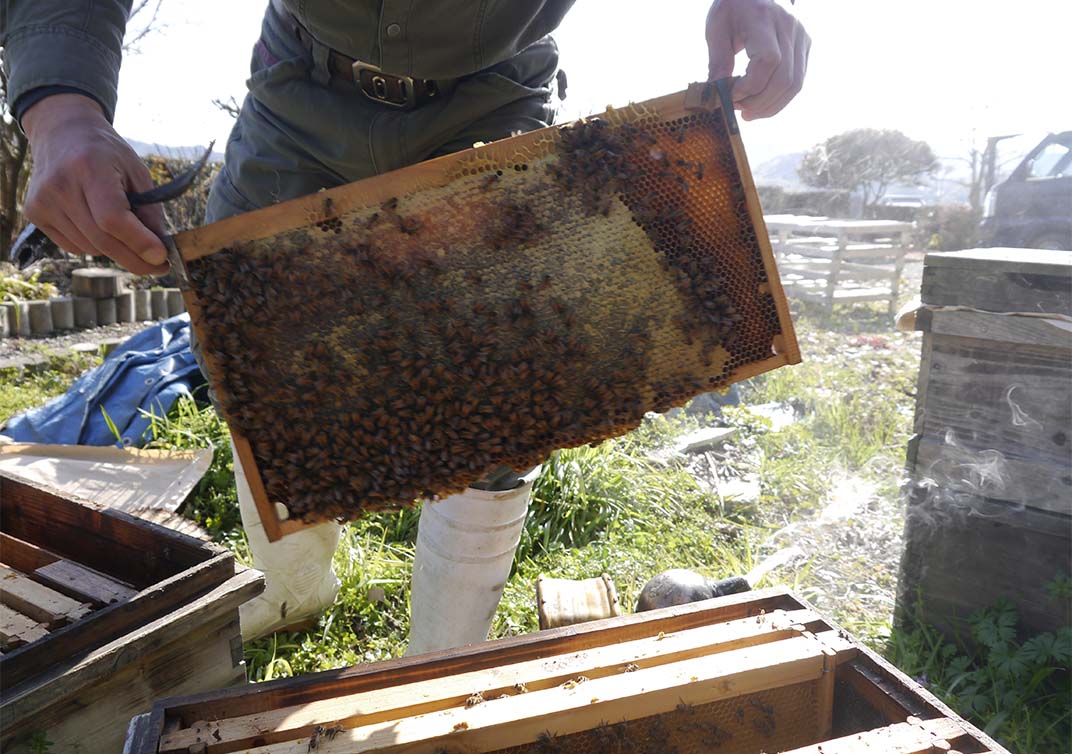 蜂蜜を採ってくれる大量のミツバチ